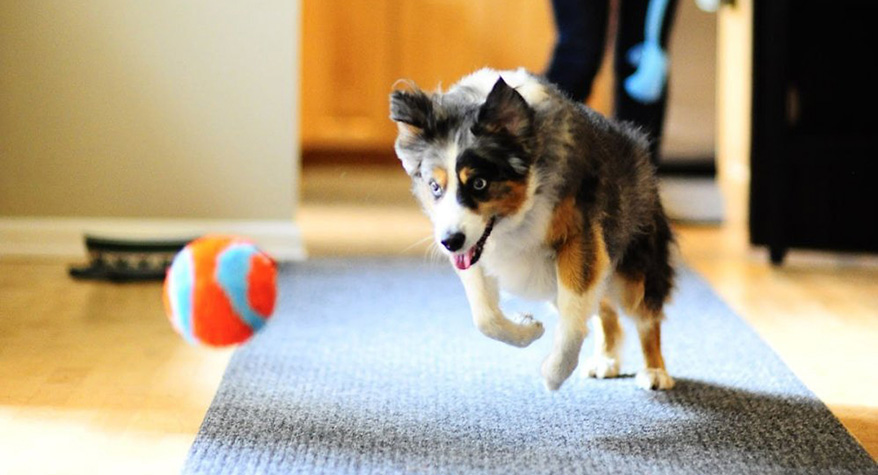 sphero dog proof