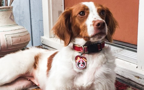 Free ID Tags for Therapy Animals … and More Services for May-June