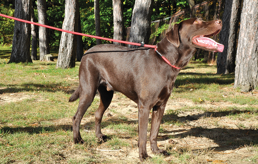 Coastal Rope Slip Leash