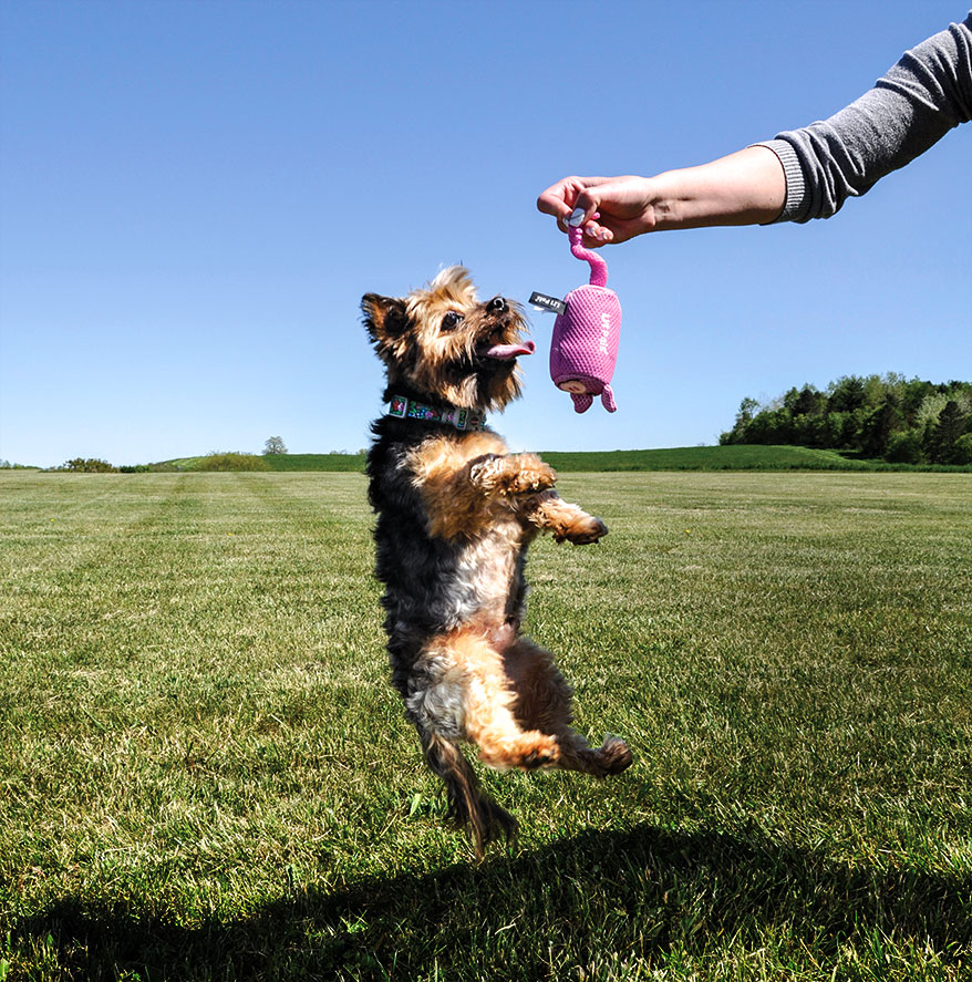 Li’l Pals Mesh Toys from Coastal Pet Products