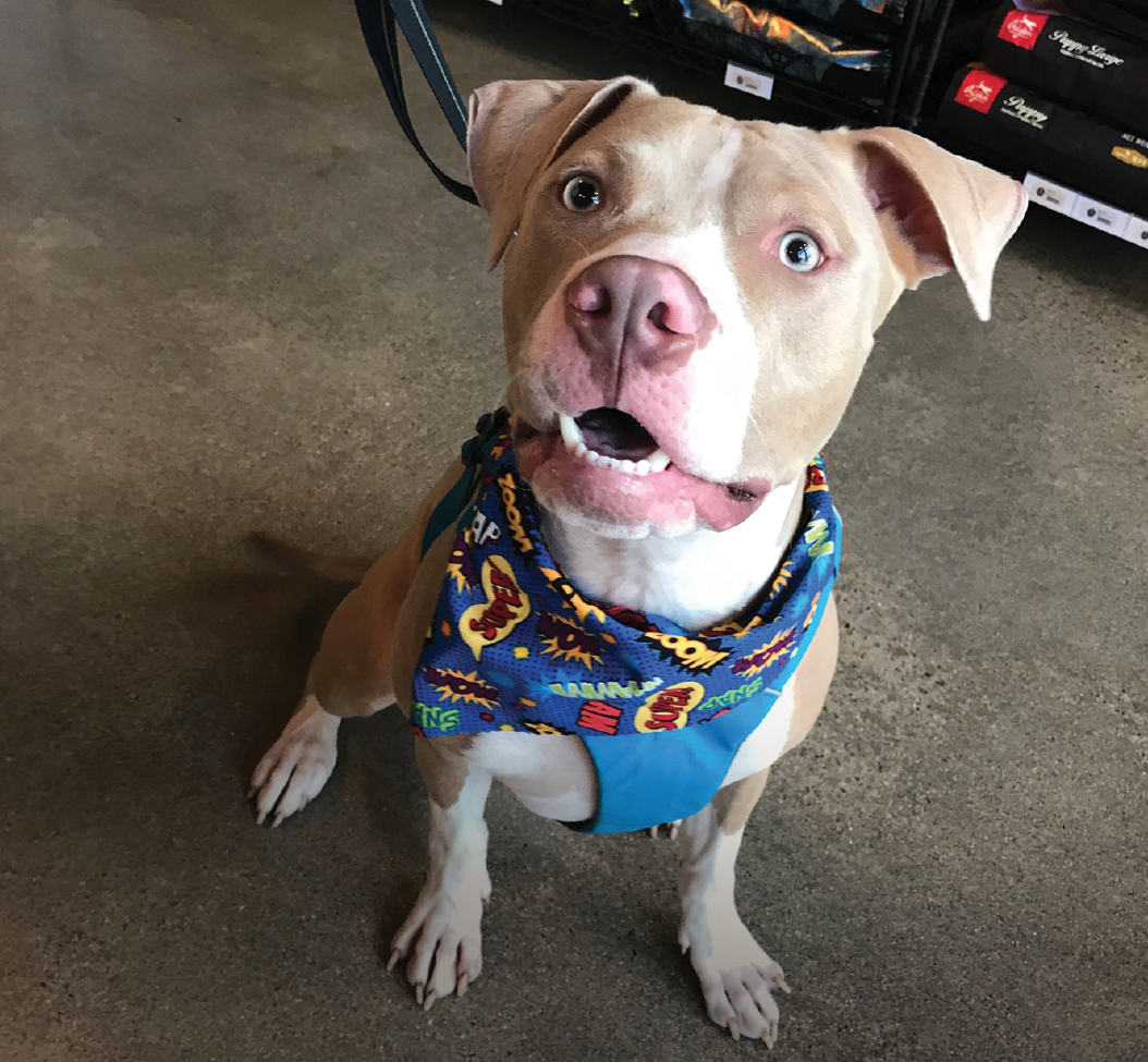 bandanas for birthday pups