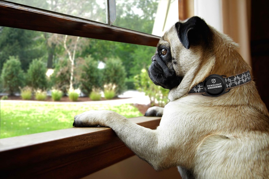 PETS Pawscout Pug Wearing Pawscout Looking Out Window
