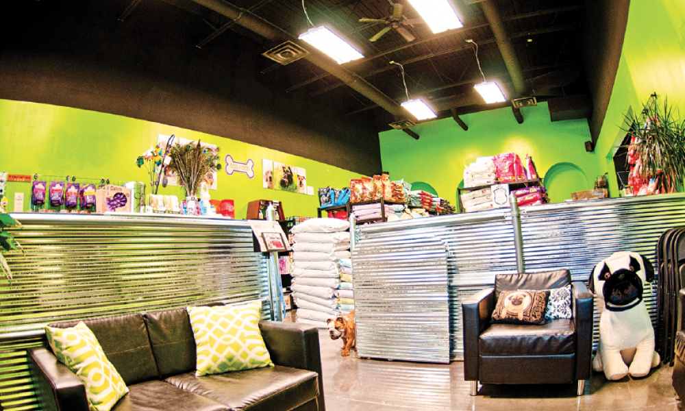 4 Things You Need to Know About Starting a Cat Café