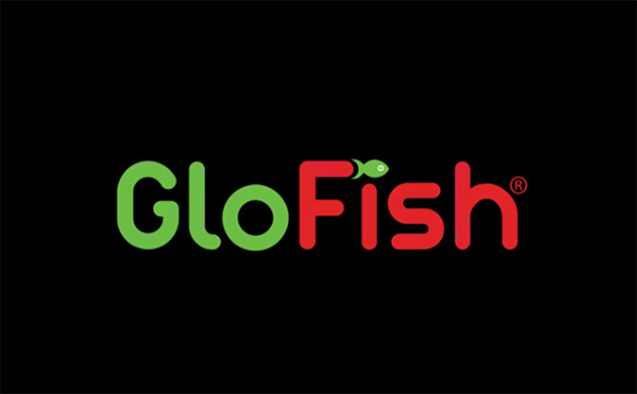 GloFish Introduces New Betta Species to Family of Fluorescent Fish 