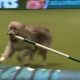 Crufts dog show Kratu
