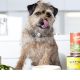 Lily's Kitchen acquired by Nestle Purina