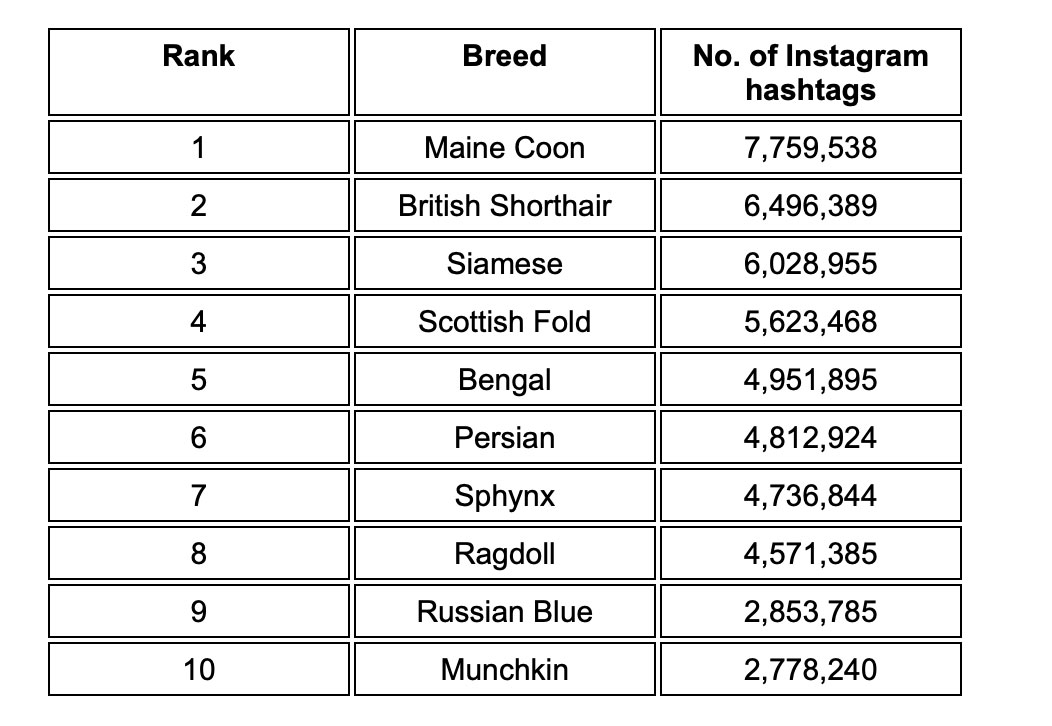 Instagram cats ranking