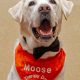 Therapy Dog Moose