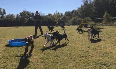 Dogs Playing For Life’s innovative Playgroup program