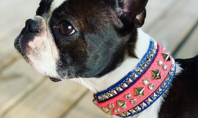 Berzerk the Boston Terrier models a custom collar in her dog sport colors