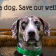SAve a Dog-save our wetlands campaign