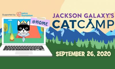 Jackson Galaxy's Cat Camp visual
