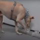 Dogs detect COVID-19