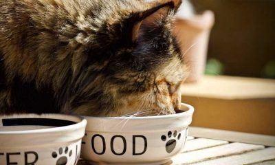 cat eating food in dish
