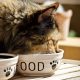cat eating food in dish
