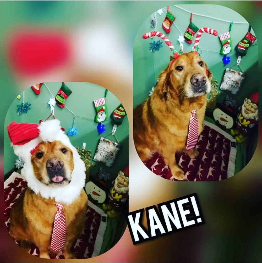 Holiday Pet Photos: Pics with Santa, Selfie Stations and More