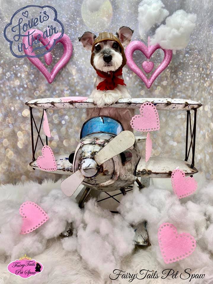 How Indie Pet Stores Are Celebrating — and Selling — Valentine’s Day