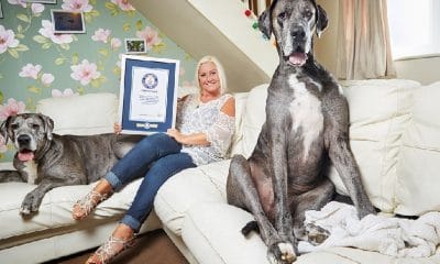 World's tallest dog
