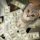 cat and dollar bills