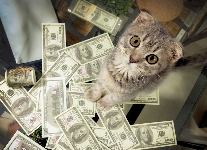 cat and dollar bills