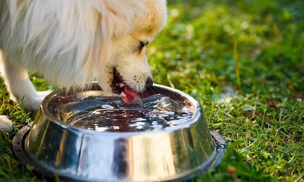 Is it Safe for Dogs to Drink Out of Communal Water Bowls?
