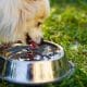 dog drinking from water bowl