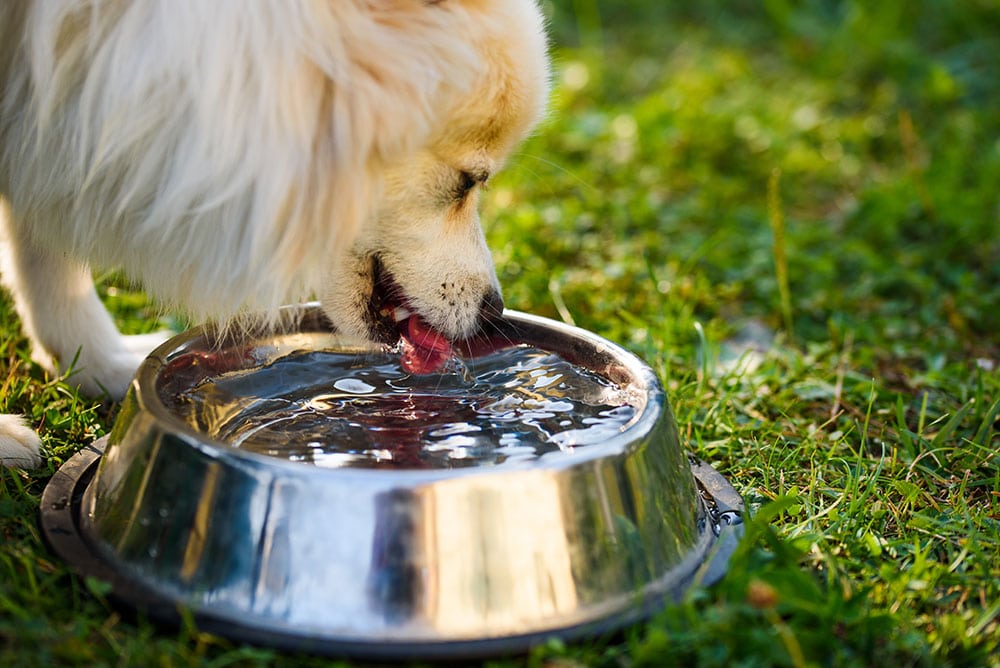 Do You Have a Community Water Bowl at Your Pet Business