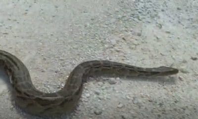 Florida snake ban