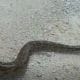 Florida snake ban