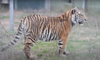 Texas pet tiger