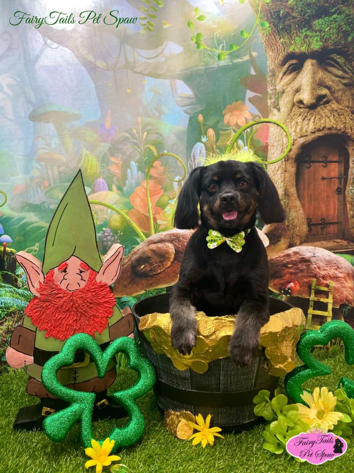 How Indie Pet Businesses Are Celebrating — and Selling — St. Patrick’s Day