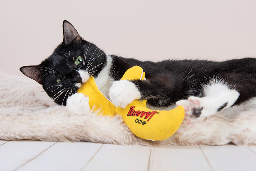 cat playing “Yeowww!” Catnip Toys