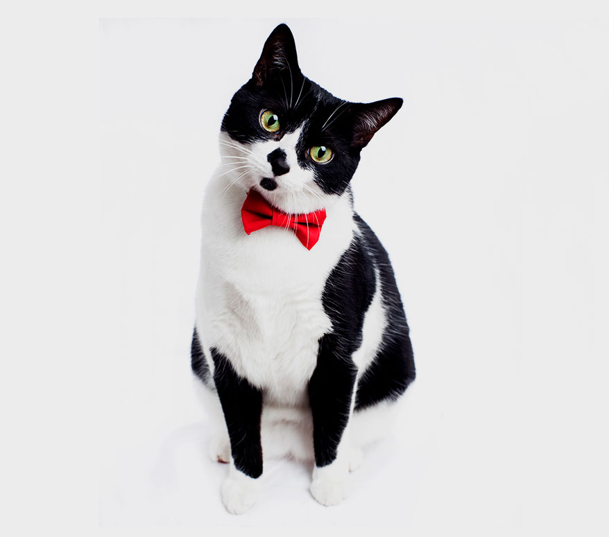 SWEET PICKLES DESIGNS offers a full line of colorful, stylish bow-ties