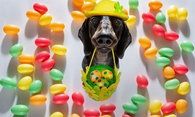dog and candies around