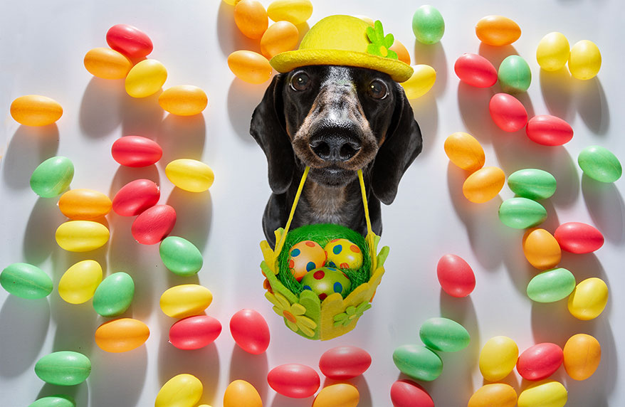 dog and candies around