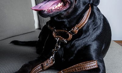 OAK & BERRY Dog Collar & Leash