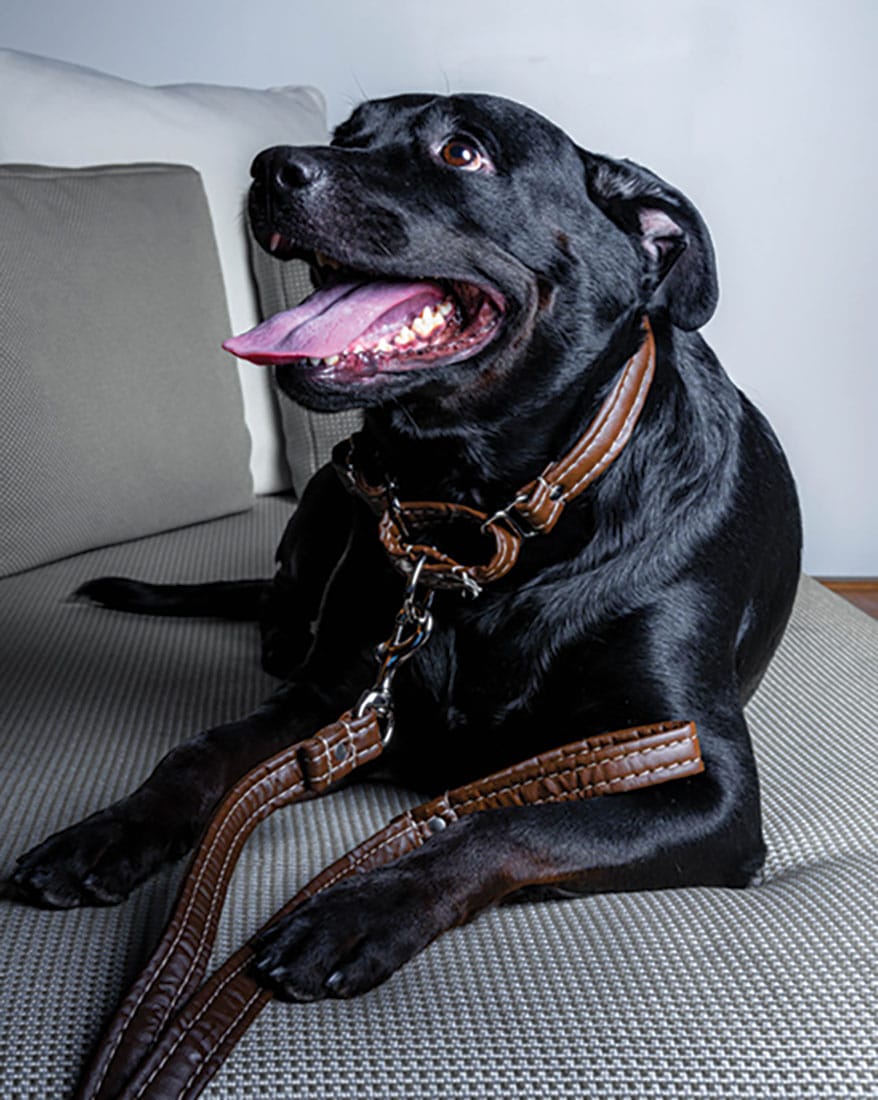 OAK & BERRY Dog Collar & Leash