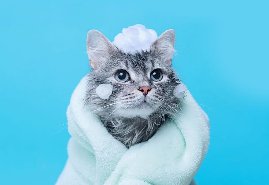 kitten-wrapped-in-blanket