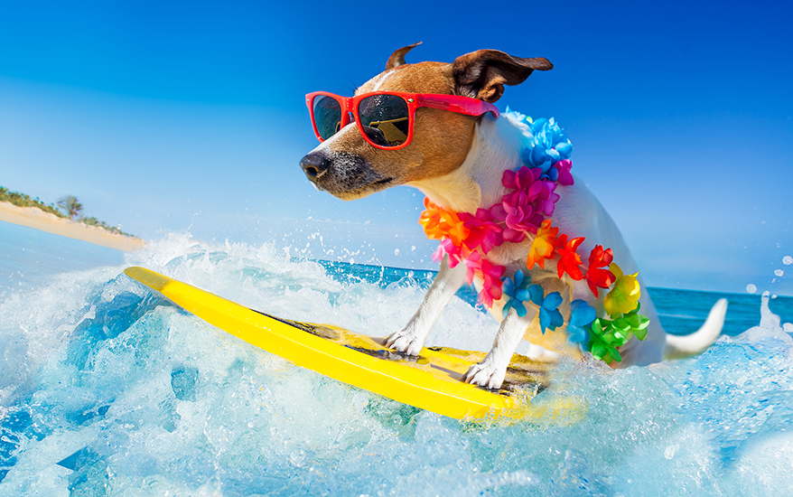 surfing dog wearing suns