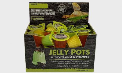 Kimodo jelly pots