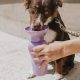 dog drinking from a bottle
