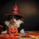 dog posing for halloween picture