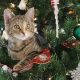 cat-at-Christmas