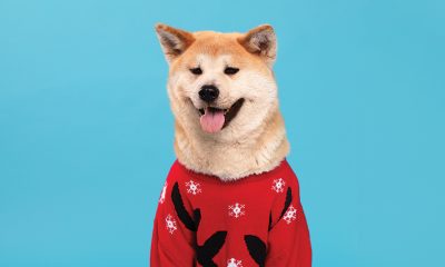 dog wearing red sweater