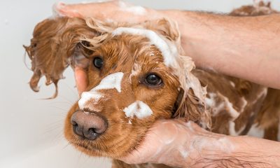 washing-dog