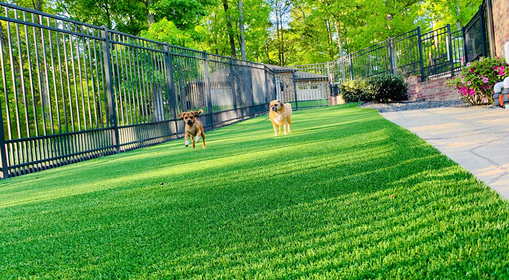 dogs in lawn