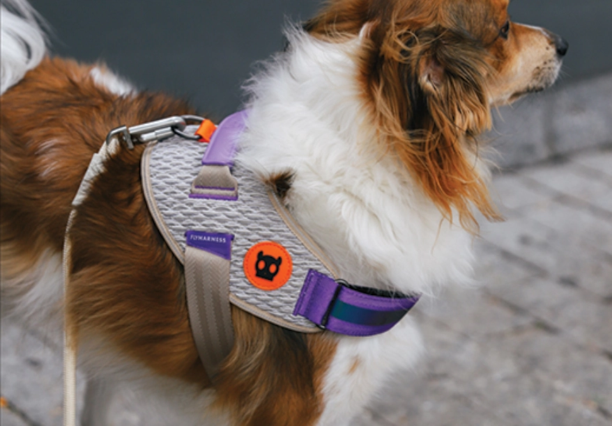 Waterproof Dog Collars - Surf Dog Australia Stay Dry Collar