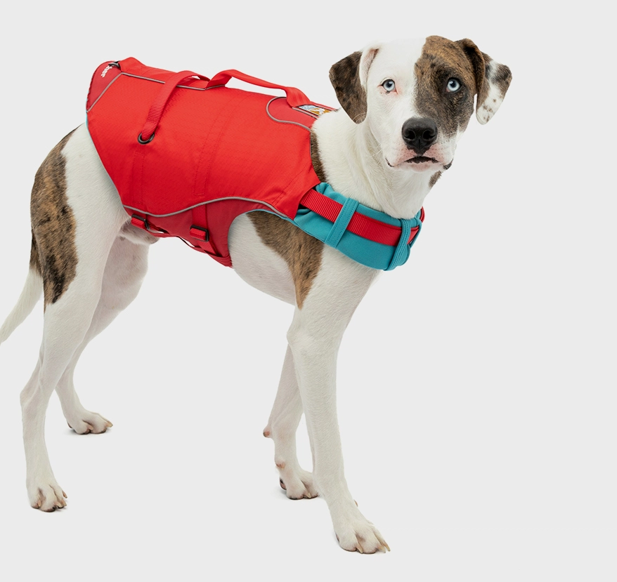 5 Must-Have Travel Accessories For Pets