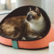 eedog-new-and-notable-cat-bed
