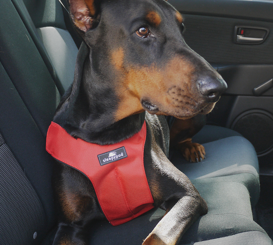dog-sitting-in-car
